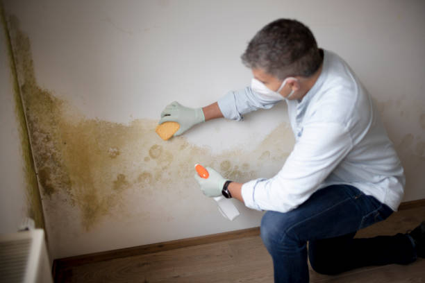 Best Commercial Mold Inspection  in Johnson, AR