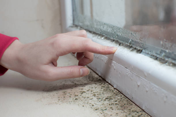 Best HVAC Mold Inspection and Cleaning  in Johnson, AR