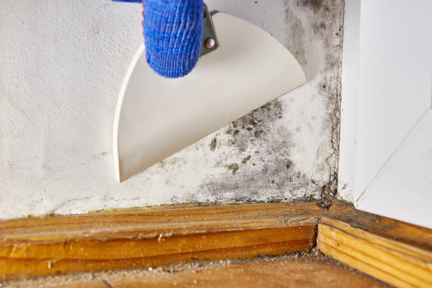 Best Black Mold Removal  in Johnson, AR